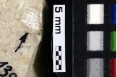 Foto (Detailansicht) von Decapoda indet. (NHMW-GEO-1990-0041-0139)